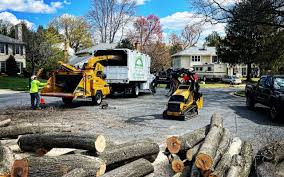 How Our Tree Care Process Works  in North Port, FL